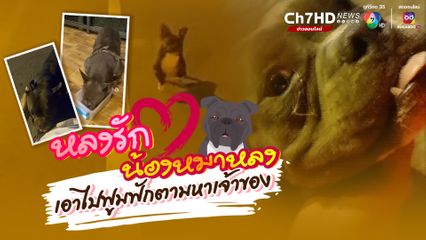 หลงรักน้องหมาพลัดหลง พันธุ์ “เฟรนช์บูลด็อก” เอาไปฟูมฟักตามหาเจ้าของ