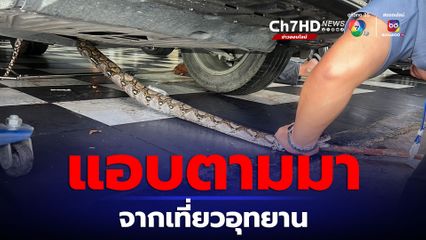 ผงะทั้งร้าน! งูเหลือมหล่นจากใต้ท้องรถ คาดตามมาจากเที่ยวอุทยาน
