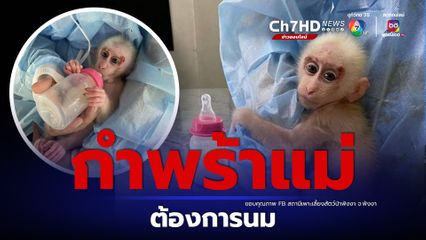 ต้องการนมให้ลูกลิงกำพร้าแม่ถูกฆ่าตาย
