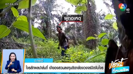 หลักฐานชัด! โจรลักผลปาล์มถี่ เจ้าของสวนลงทุนติดกล้องวงจรปิดจับโจร