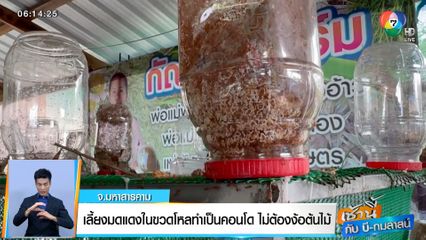 เช้านี้กับ บี กมลาสน์ : เลี้ยงมดแดงในขวดโหลทำเป็นคอนโด ไม่ต้องง้อต้นไม้ จ.มหาสารคาม