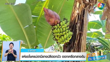 เช้านี้กับ บี กมลาสน์ : แห่ขอโชคแม่ตานีแทงปลีดอกบัว ออกเครือกลางต้น จ.พะเยา