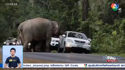 เจ้าของรถแจง ไม่ได้หยุดให้อาหารช้างป่าเขาใหญ่