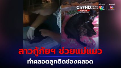 ช่วยทำคลอดแม่แมว หลังลูกแมวติดอยู่ที่ช่องคลอด