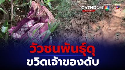 วัวชนพันธุ์ดุ ขวิดเจ้าของดับ