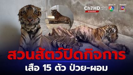 มูลนิธิเพื่อนสัตว์ป่า ช่วยเสือ 15 ตัว ทั้งป่วยทั้งผอมโซ เพราะพิษโควิด ทำสวนสัตว์เอกชนปิดกิจการ