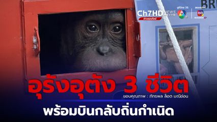 อุรังอุตัง 3 ชีวิต "โนบิตะ ซิซูกะ ไบรอัล" เดินทางถึงสุวรรณภูมิ พร้อมบินกลับอินโดนีเซีย
