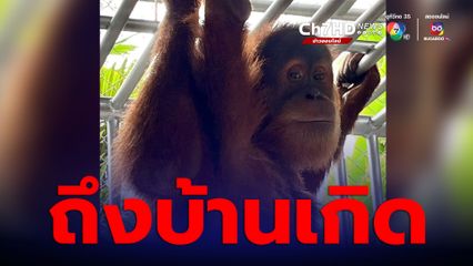 โนบิตะ ชิซูกะ ไบรอัน 3 อุรังอุตัง ถึงบ้านเกิดอย่างปลอดภัย