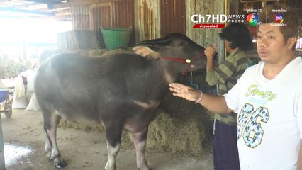 ตะวันฉาย ฟีเวอร์! ควายไทยค่าตัว 20 ล้าน