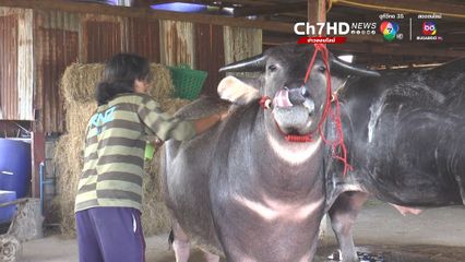 ตะวันฉาย ฟีเวอร์! ควายไทยค่าตัว 20 ล้าน
