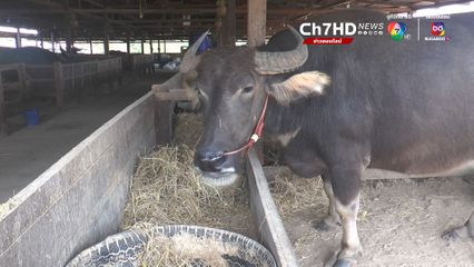 ตะวันฉาย ฟีเวอร์! ควายไทยค่าตัว 20 ล้าน