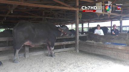 ตะวันฉาย ฟีเวอร์! ควายไทยค่าตัว 20 ล้าน