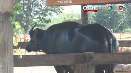 ตะวันฉาย ฟีเวอร์! ควายไทยค่าตัว 20 ล้าน