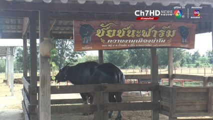ตะวันฉาย ฟีเวอร์! ควายไทยค่าตัว 20 ล้าน