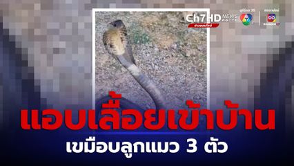 เจ้าของเศร้า! งูเห่าเขมือบลูกแมวเพิ่งคลอด 3 ตัว ลงท้อง