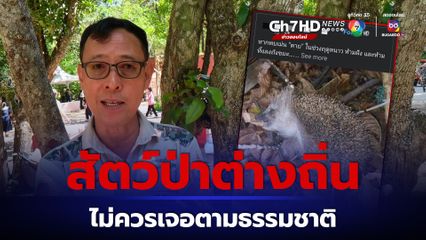 เม่นแคระไม่จำศีล ผอ.สัตว์ป่าฯ ชี้เม่นแคระไม่ควรเจอตามธรรมชาติ