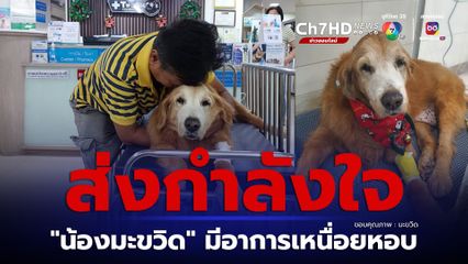 ส่งกำลังใจห้น้องมะขวิด สุนัขเซเลบเแสนรู้ ป่วยเป็นมะเร็ง มีอาการเหนื่อยหอบ