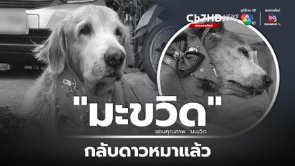 กลับดาวหมา น้องมะขวิด สุนัขแสนรู้ ที่มีผู้ติดตามกว่า 9 แสนผู้ติดตาม