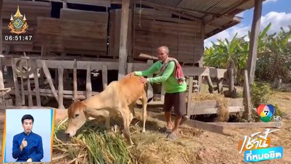 แห่ชมคลิปวัวน้อยนั่งท้ายกระบะ ที่แท้เพิ่งไถ่ชีวิตมา จ.บุรีรัมย์