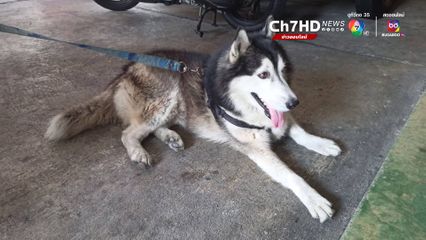 ประกาศตามหาเจ้าของ สุนัขพันธุ์ไซบีเรีย ตกใจเสียงพลุดพลัดหลง เจ้าหน้าที่ช่วยเหลือไว้