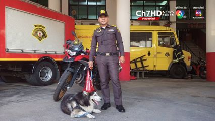 ประกาศตามหาเจ้าของ สุนัขพันธุ์ไซบีเรีย ตกใจเสียงพลุดพลัดหลง เจ้าหน้าที่ช่วยเหลือไว้