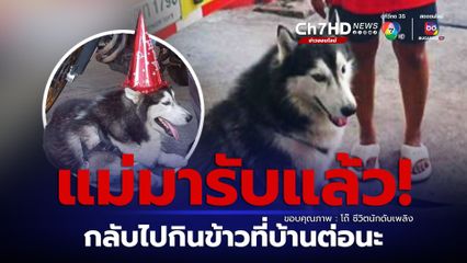 เจ้าของมารับแล้ว! สุนัขพันธุ์ไซบีเรีย พลัดหลงกินข้าวหมดสถานี ทราบชื่อ "น้องฟาโรห์"