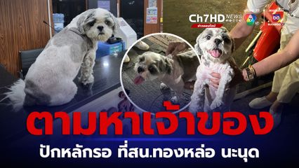 ตามหาเจ้าของ ลูกหมา กลัวเสียงพลุวิ่งพลัดหลง ปักหมุดรอเจ้าของที่ สน.ทองหล่อ