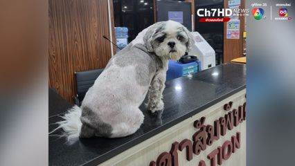 ตามหาเจ้าของ ลูกหมา กลัวเสียงพลุวิ่งพลัดหลง ปักหมุดรอเจ้าของที่ สน.ทองหล่อ