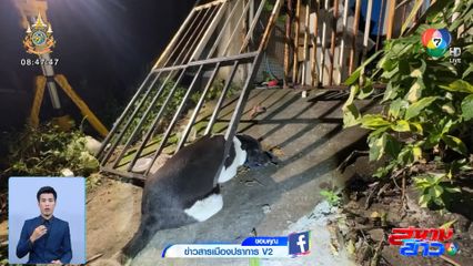 จัดระเบียบจุดพลุ แก้ปัญหาสุนัข แมว วิ่งเตลิดหนีหาย