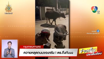 ควายหลุดถนนของจริง! ตร.ถึงกับงง