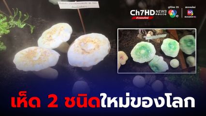 นักวิจัย มช.ค้นพบเห็ด 2 ชนิดใหม่ของโลก ตั้งชื่อ เห็ดหล่มหลังขาว-หลังเขียว