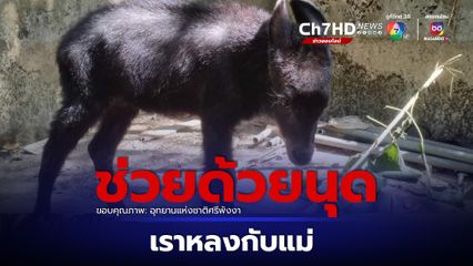 ช่วยลูกเลียงผาพลัดหลงจากแม่ในสวนปาล์ม