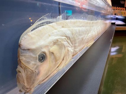 ชื่อปลาแผ่นดินไหวเป็นเรื่องบังเอิญ ดร.ธรณ์ยืนยันปลาออร์ฟิชพบที่สตูล เป็นเรื่องธรรมชาติ