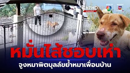 หมั่นไส้หมาชอบเห่า จูงพิตบุลล์ขย้ำหมาเพื่อนบ้าน