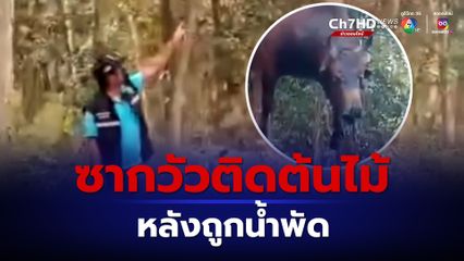 พบซากวัวติดบนยอดต้นยางพารา หลังน้ำท่วมลดลง