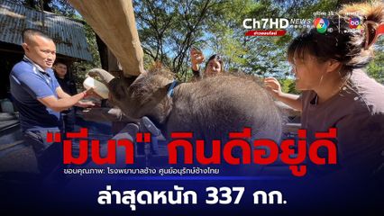 กินดีอยู่ดี! “มีนา” หนัก 337 กก. แล้ว 