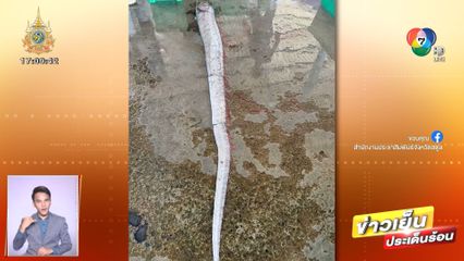 ผวา! เจอ ปลาออร์ฟิช หรือ ปลาพญานาค โยงความเชื่อ จ.สตูล