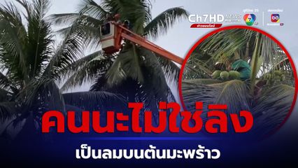 ค้างเติ่งบนยอดต้นมะพร้าวหลังเป็นลมวูบหมดสติ