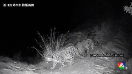 เสือดาวหิมะโชว์ตัวหน้ากล้องวงจรปิดในเขตป่าสงวนของจีน