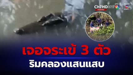 ชาวบ้านริมคลองแสนแสบ ผวา ไม่กล้าลงเล่นน้ำ หลังพบจระเข้ลอยอยู่กลางคลอง 3 ตัว ต่างขนาดกัน