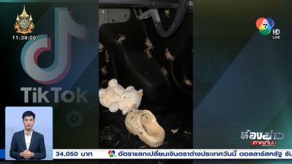 เมื่อเดินทางกลับมาจากบ้านยาย แล้วปูหลุดออกจากถุง