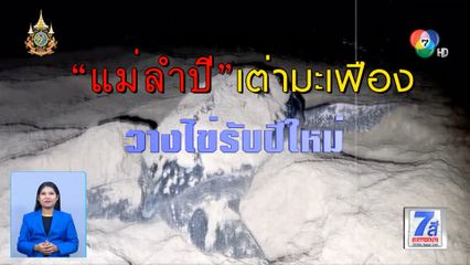 Green Report : แม่ลำปี เต่ามะเฟือง วางไข่รับปีใหม่