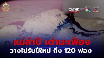 Green Report : แม่ลำปี เต่ามะเฟือง วางไข่รับปีใหม่