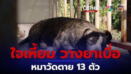คนใจเหี้ยมวางยาเบื่อหมาต่อเนื่อง คร่าชีวิตหมาวัด 13 ตัว