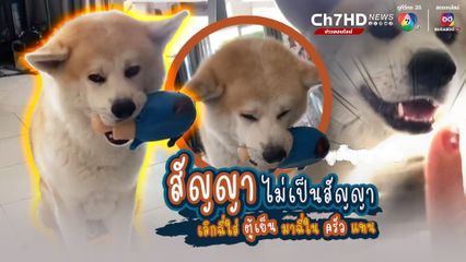 โดนแม่ดุชุดใหญ่ ทาสหมาหัวจะปวด เมื่อน้องหมาลูกรักสัญญาไม่เป็นสัญญา 