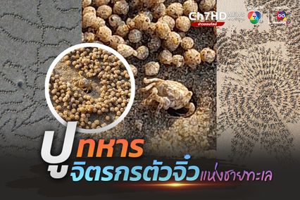 ปูทหาร จิตรกรตัวจิ๋วแห่งชายทะเล