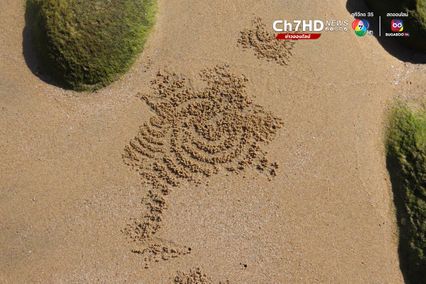 ปูทหาร จิตรกรตัวจิ๋วแห่งชายทะเล