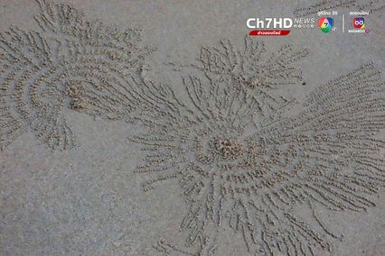 ปูทหาร จิตรกรตัวจิ๋วแห่งชายทะเล