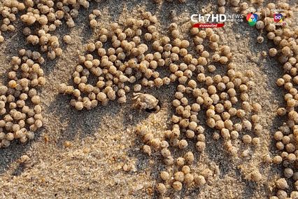 ปูทหาร จิตรกรตัวจิ๋วแห่งชายทะเล