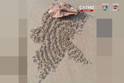 ปูทหาร จิตรกรตัวจิ๋วแห่งชายทะเล